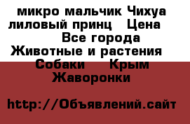 микро мальчик Чихуа лиловый принц › Цена ­ 90 - Все города Животные и растения » Собаки   . Крым,Жаворонки